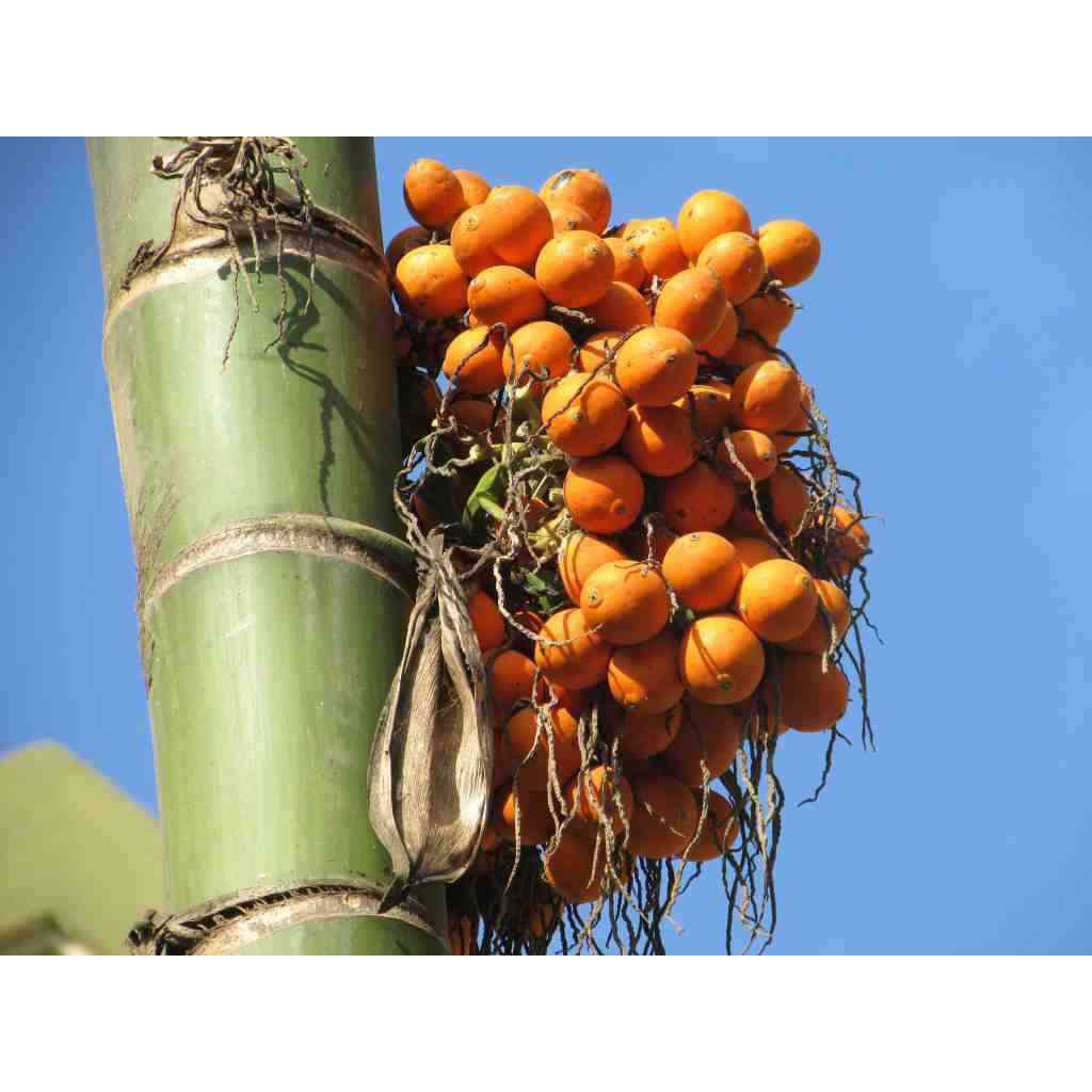 BUAH PINANG TUA / PINANG TUA fress 1 kg