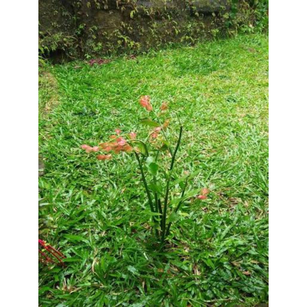 tanaman bibit cucak rowo