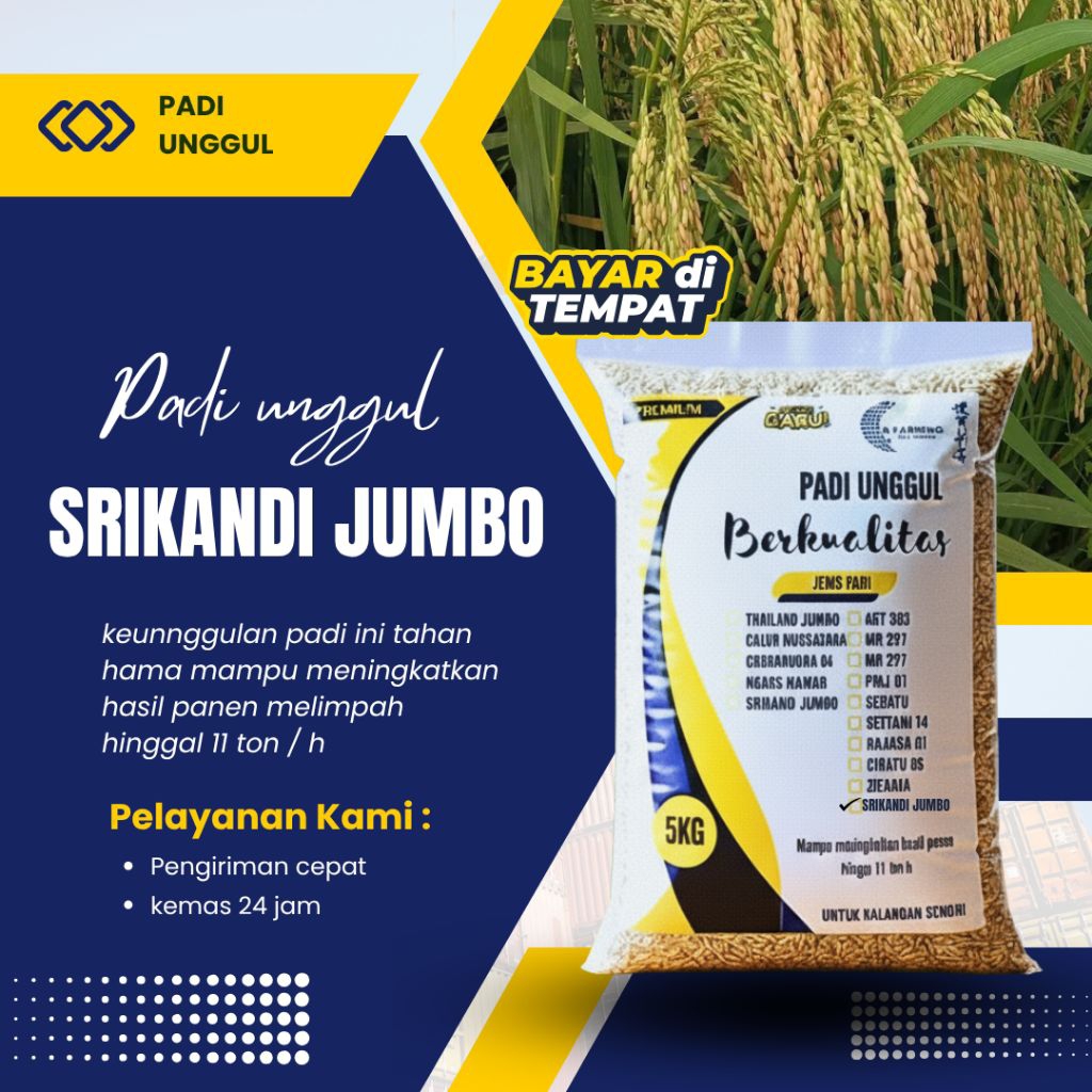 Benih padi unggul Srikandi jumbo 5kg