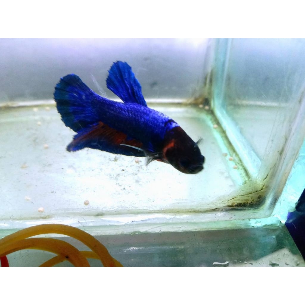 Cupang maskot Royal Blue SIZE L