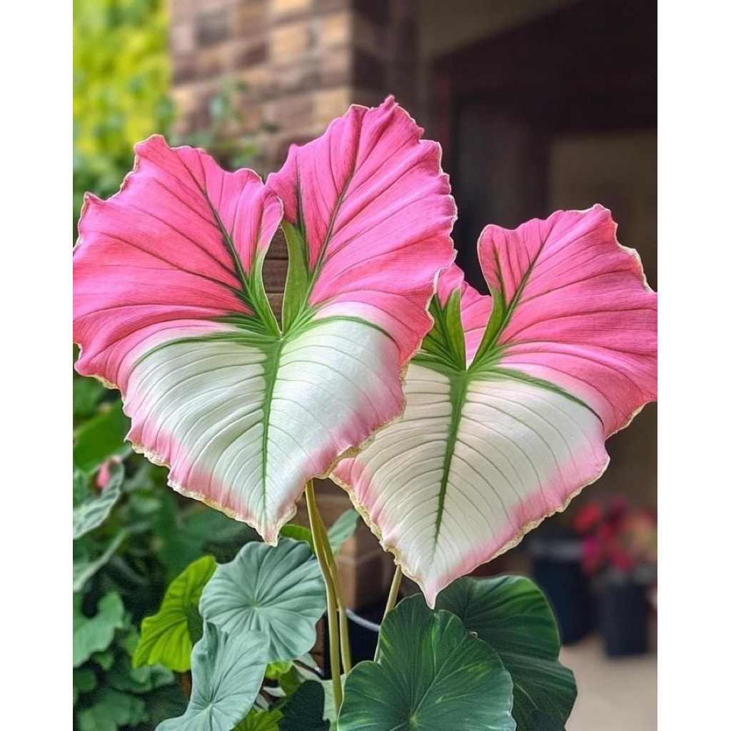 umbi Caladium thailand white&pink keladi thailand cantik