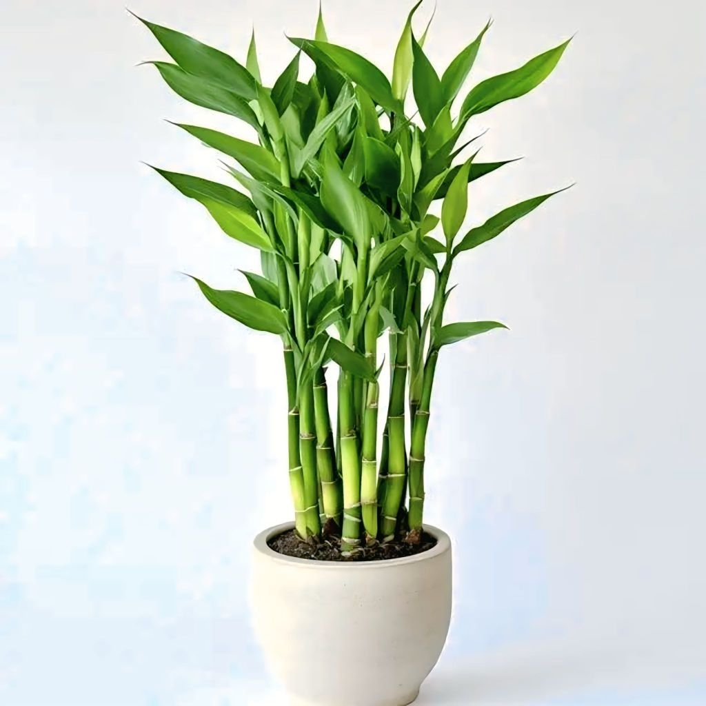 Tanaman Hias Bambu Hoki Sri Rejeki Hijau - Sri Rejeki Varigata - Sri Rejeki Golden Per 5 Batang Tana