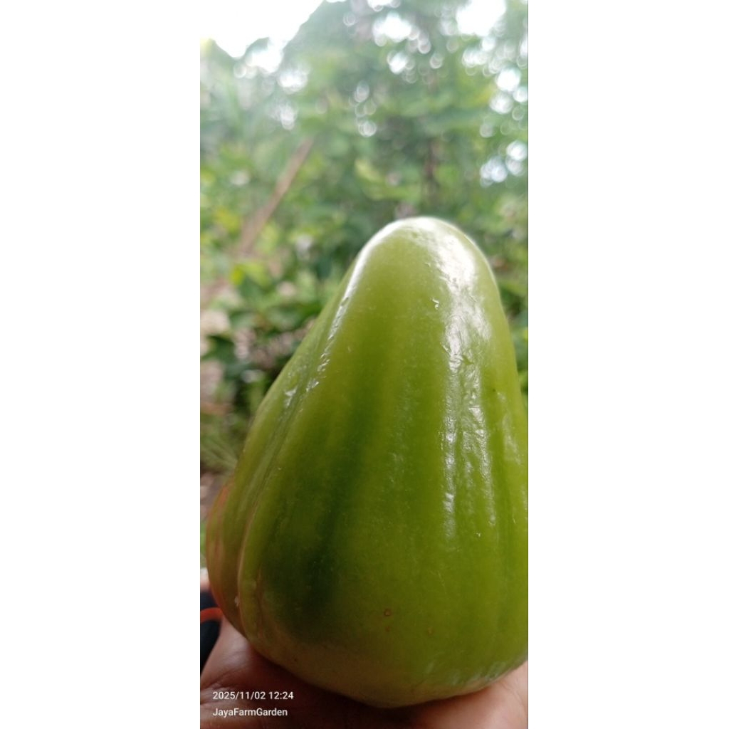 Bibit jambu green giant unggul cangkok