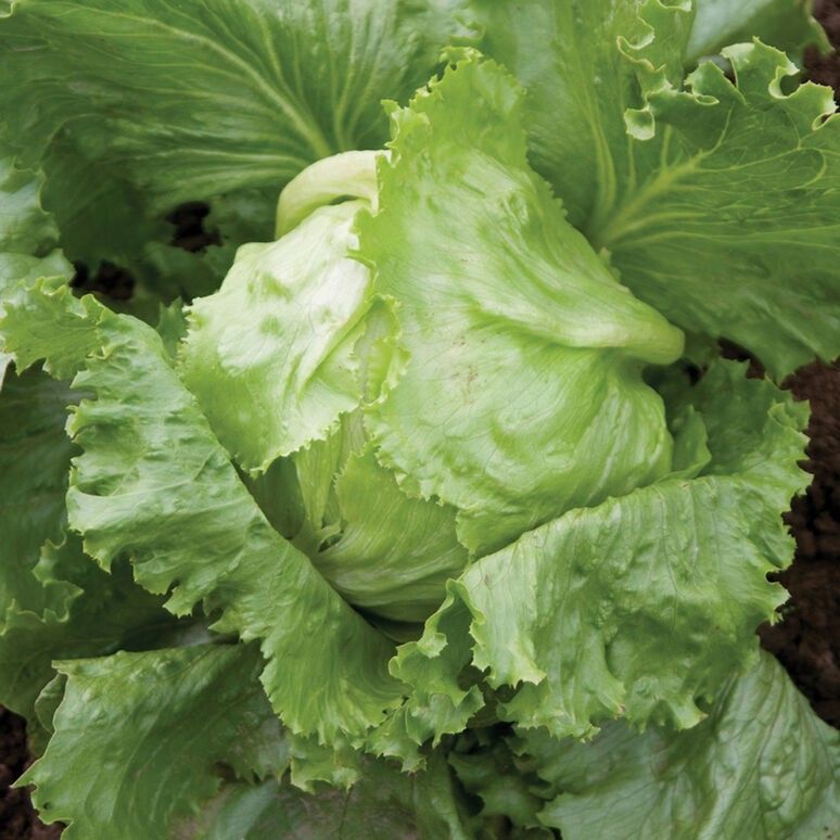 Biji Bibit Benih Selada Iceberg Head Lettuce