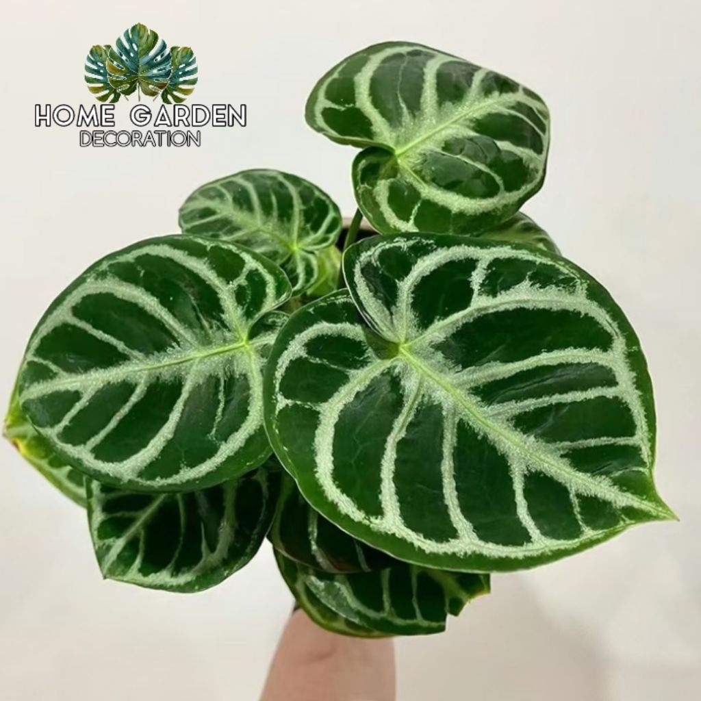 PHILODENDRON DORAYAKI - TANAMAN HIAS DORAYAKI SILVER TERMURAH