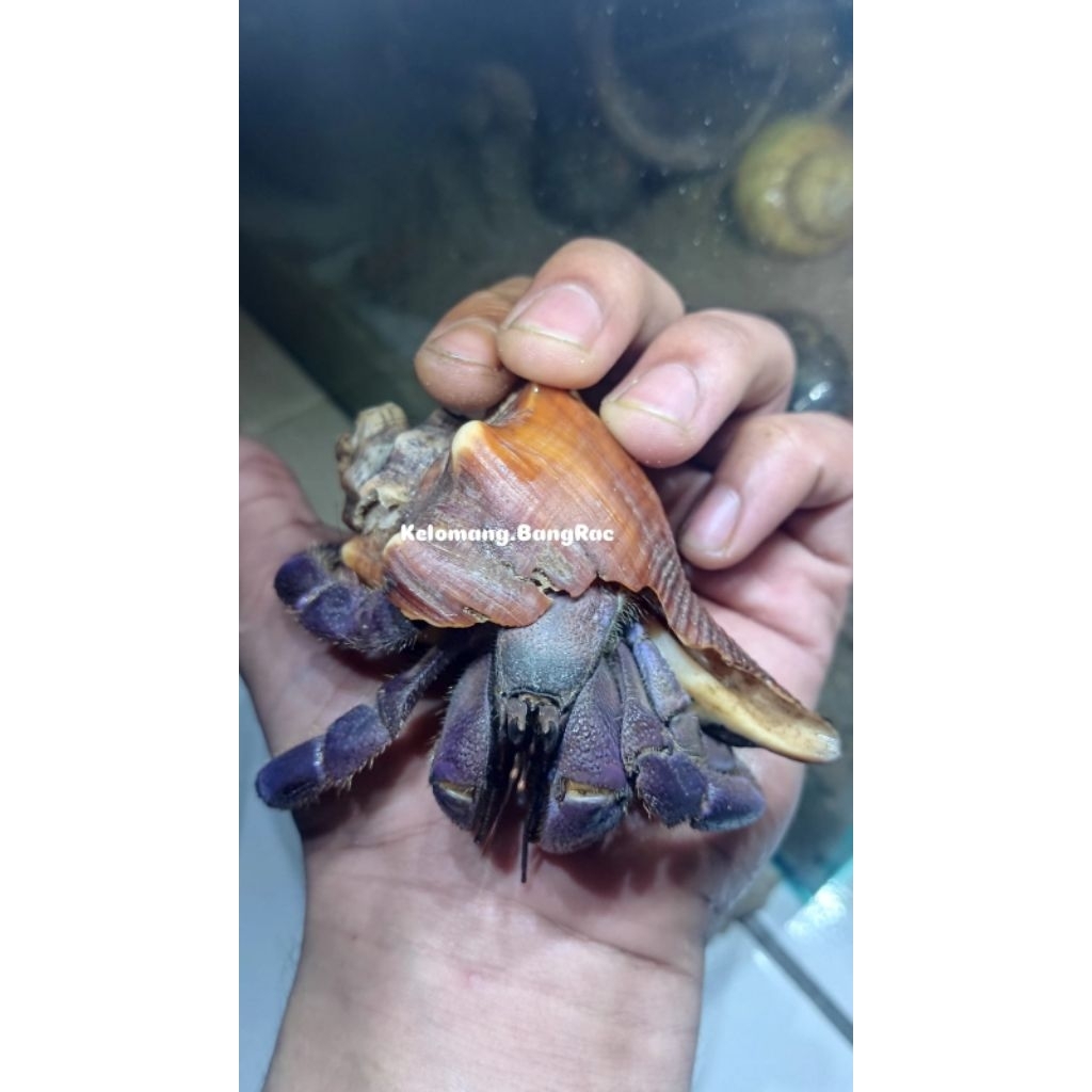 Mainan Edukasi Anak Kelomang Lila Blueberry Size XL - XL+ | Lila Blueberry | Kelomang Jumbo | Edukas