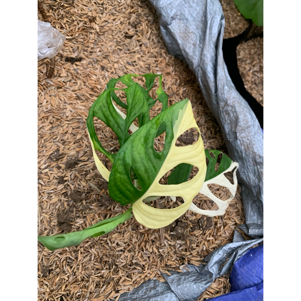 monstera acuminata varigata putih