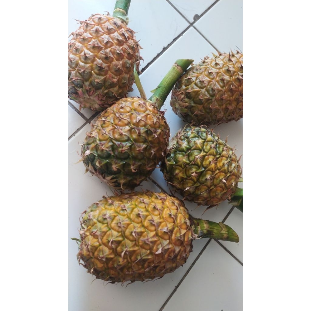 NANAS BOGOR SILANG JAWA MADU fresH MANIS SEGAR dan GERR