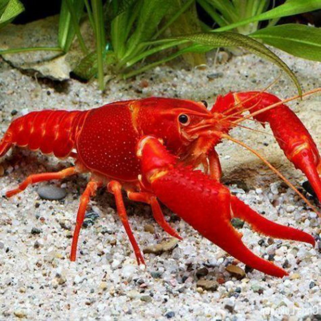 Hiasan Aquarium Dekorasi Lobster Hias Merah