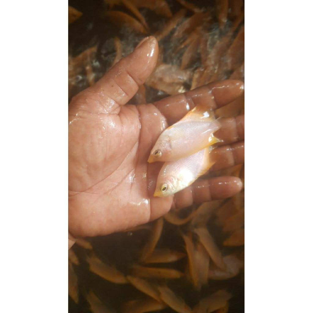 PAKET 10 EKOR GURAME PADANG UKURAN KOREK GAS