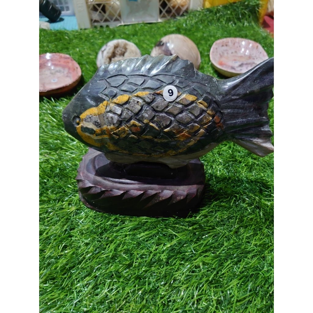 batu babelbby specimen (ikan)