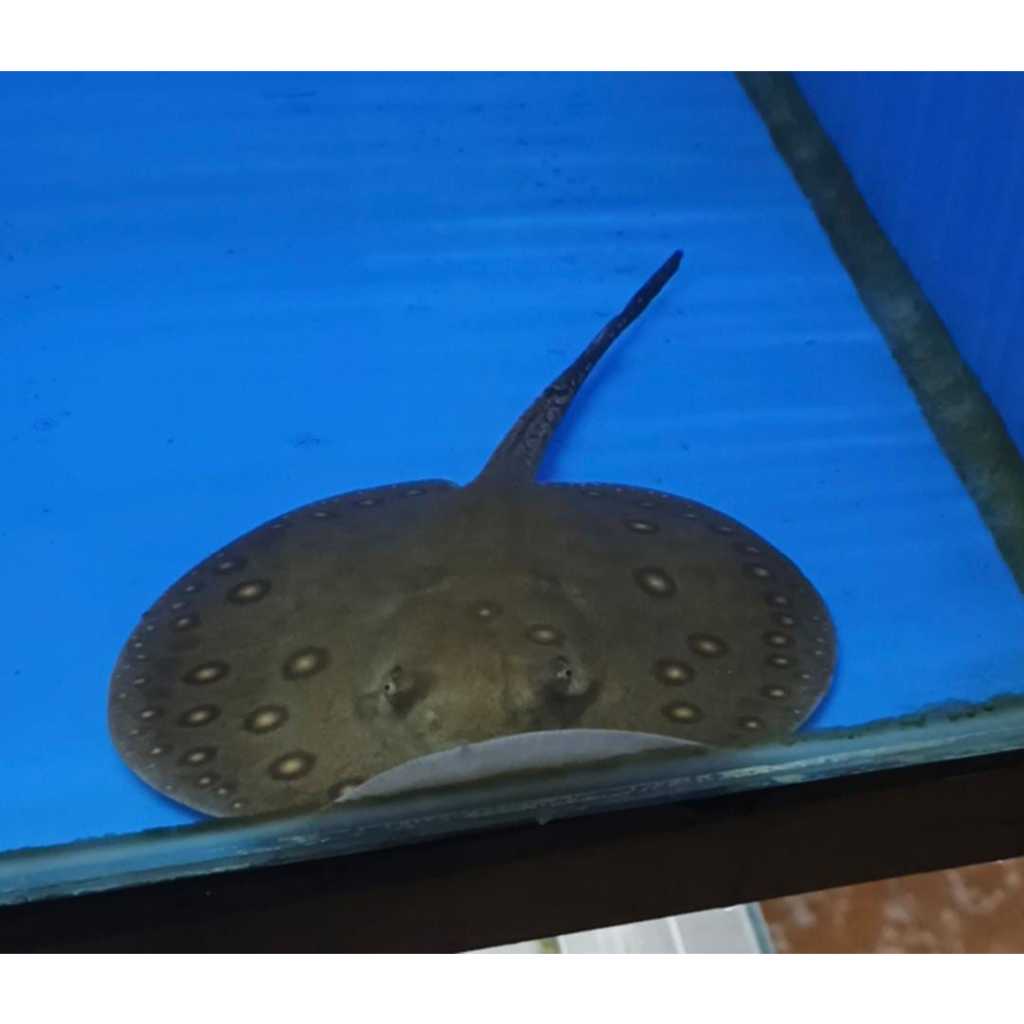 Ikan Pari Motoro Size 15 cm