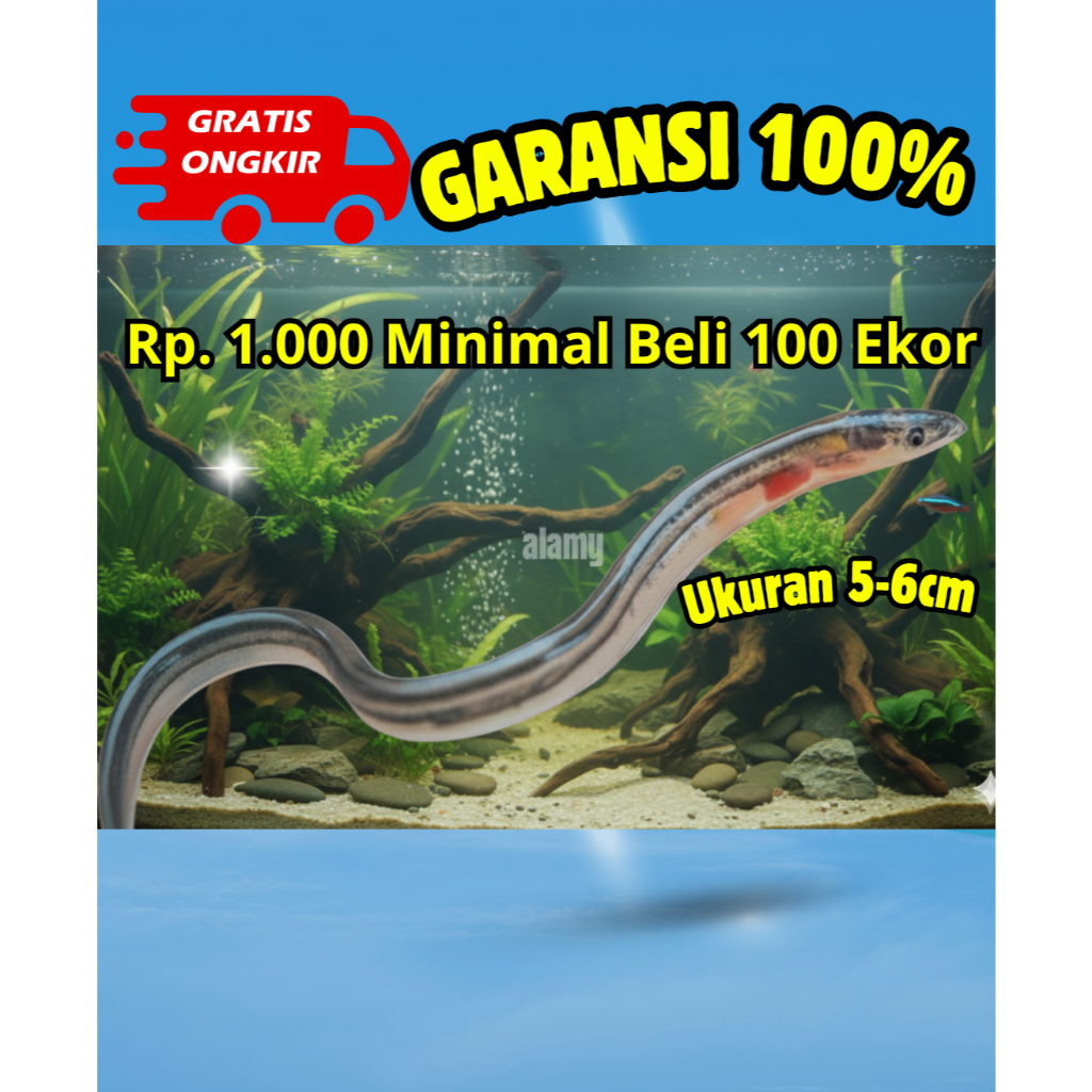 Bibit ikan Sidat Hidup Grade A - Benih ikan sidat - Siap Budidaya Diaquarium / terpal / kolam