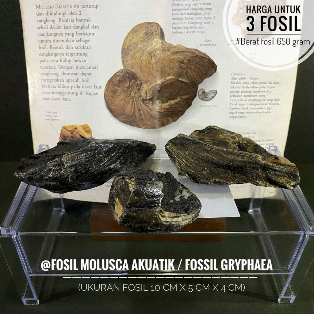 Fosil Molusca Akuatik Purba Natural C13 atau Fossil Gryphaea Arcuata atau Fosil Biota Ordovisium ata