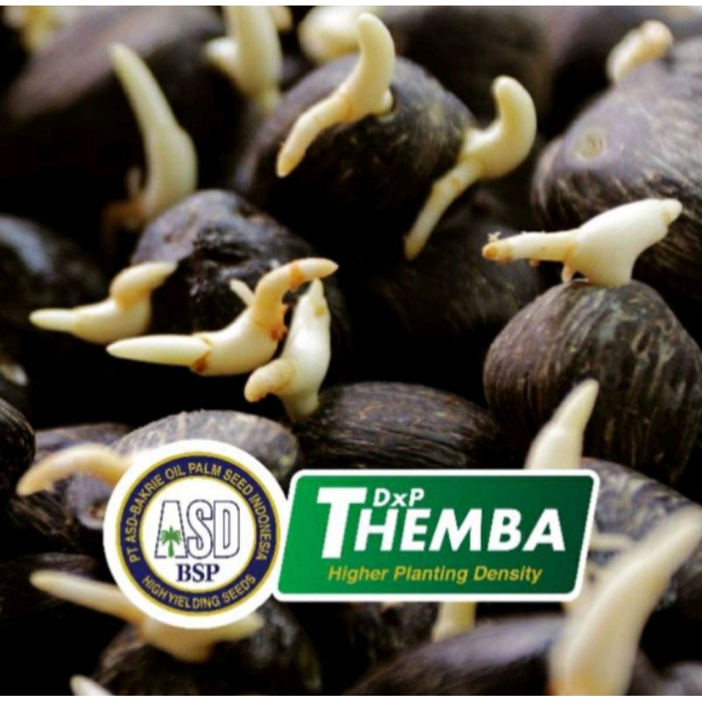 Bibit kecambah sawit DxP THEMBA Unggul berkualitas dan bersertifikat