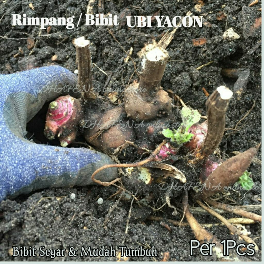 Bibit Ubi Yakon Sudah Bertunas Murah/ Bibit Rimpang Umbi Yakon Siap Tanam Fresh Mudah Tumbuh