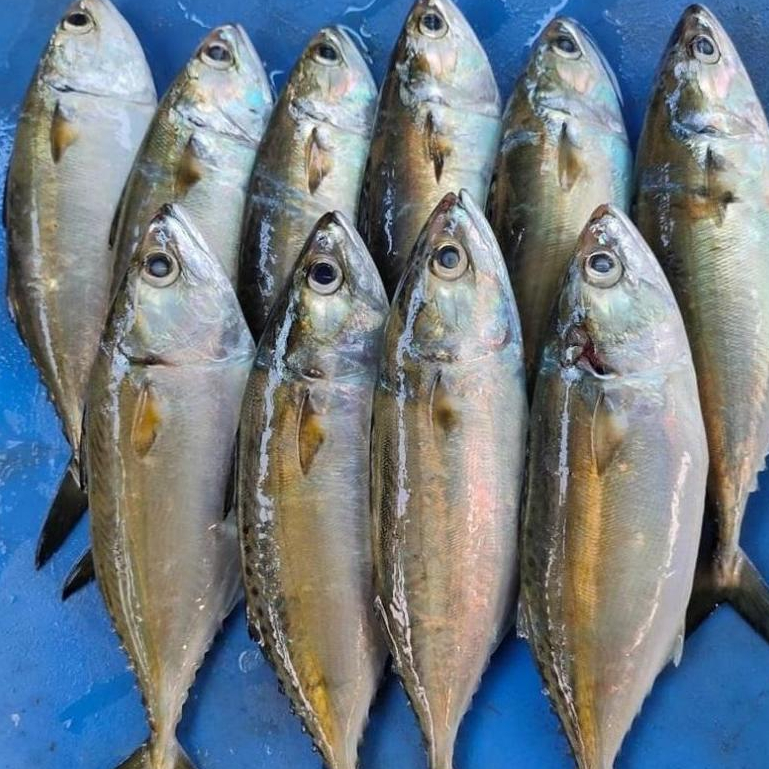 Ikan Kembung 1Kg Ikan Kembung Segar Ikan Kembung Banjar Seafood Ikan Laut Ikan Segar