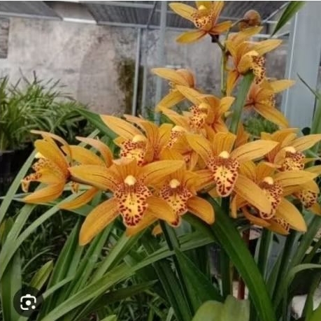 Anggrek Cymbidium Chen ruby