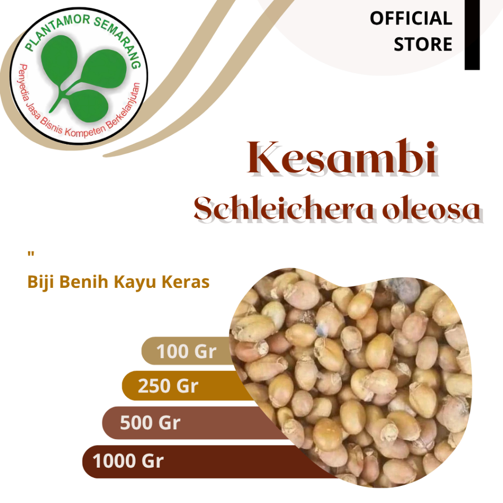Biji Kesambi (Schleichera oleosa) / Kayu Keras Reklamasi
