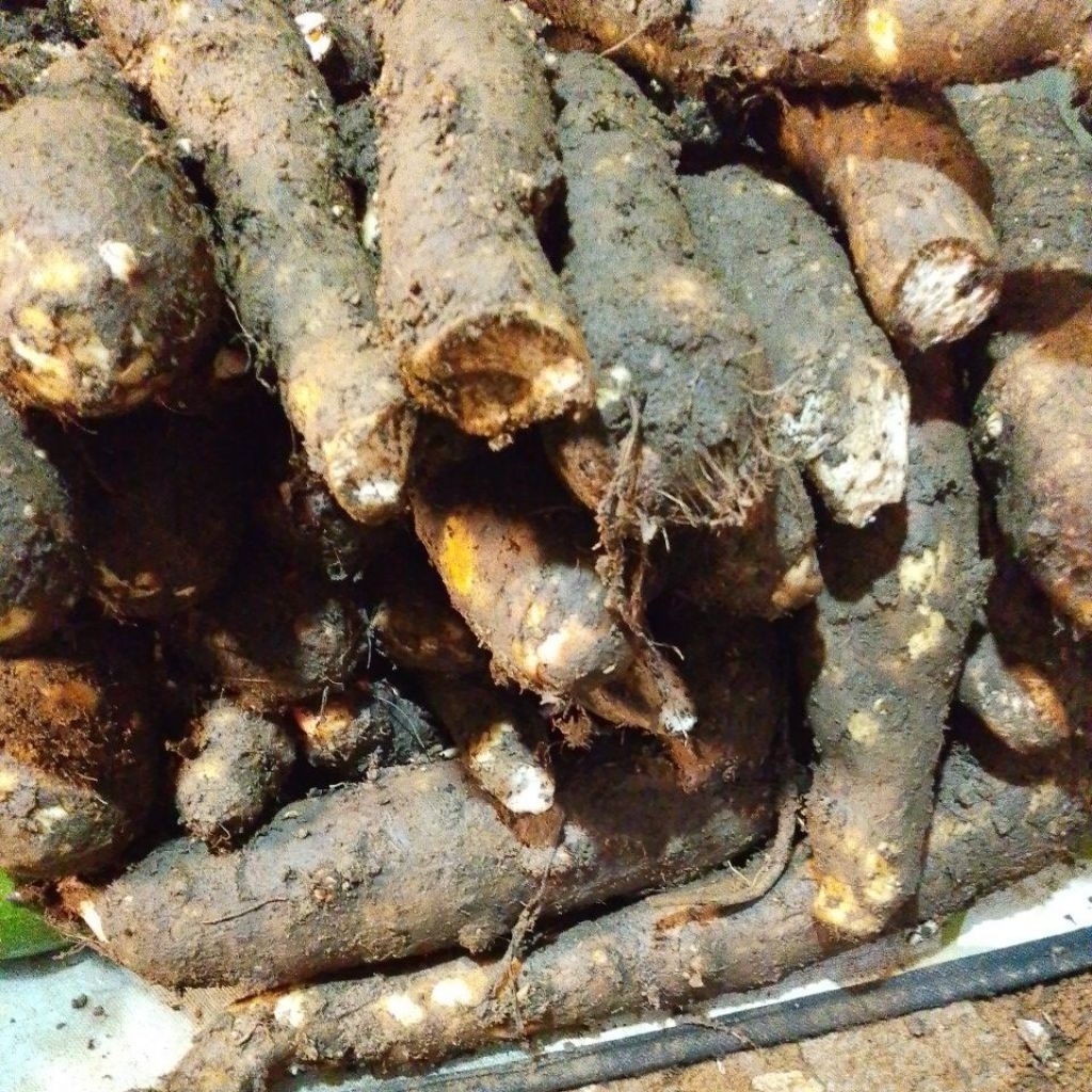 UBI TALAS KIMPUL PULEN