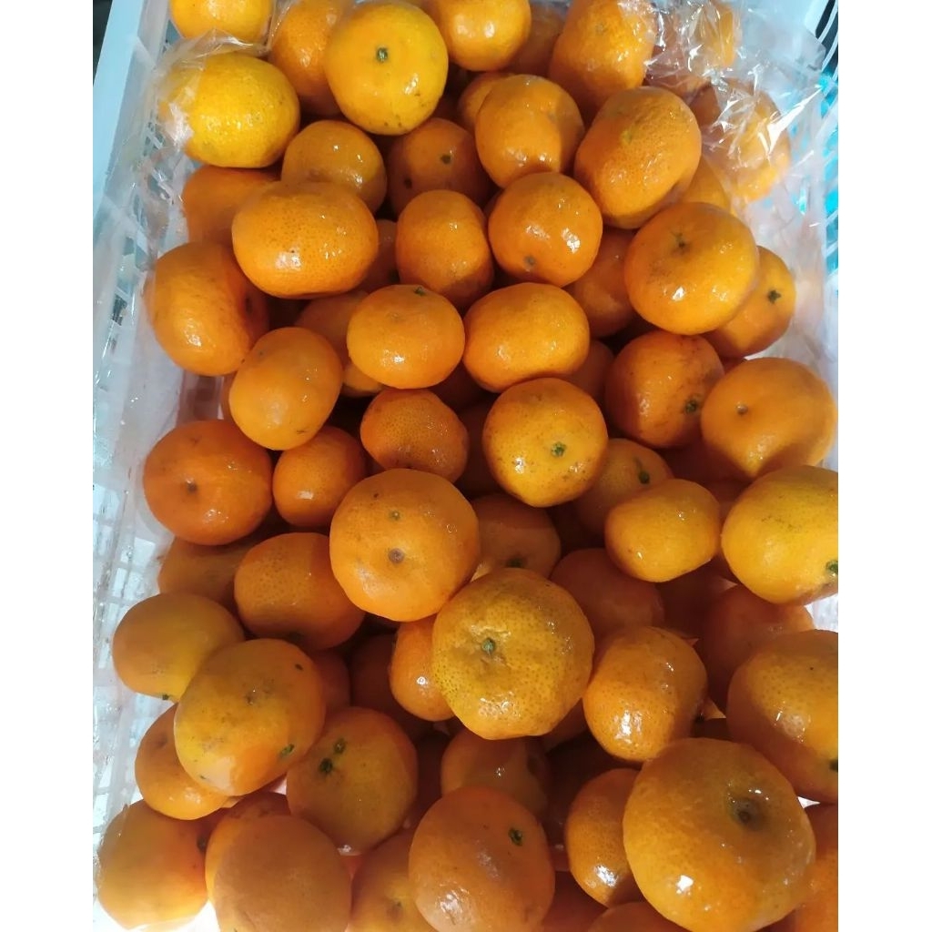 Bibit Jeruk Santang Madu 1,5 Meter Berbuah Full Media