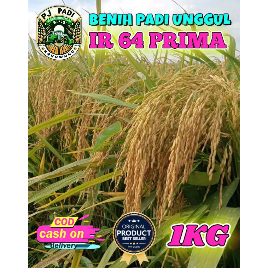 BENIH PADI UNGGUL BERKUALITAS IR 64 PRIMA KEMASAN 1KG