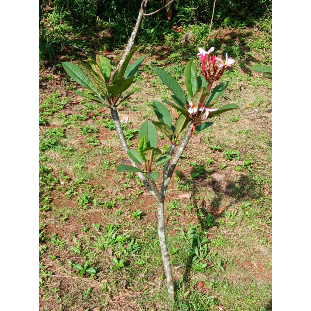 pohon kamboja bunga ving tinggi 1 meter