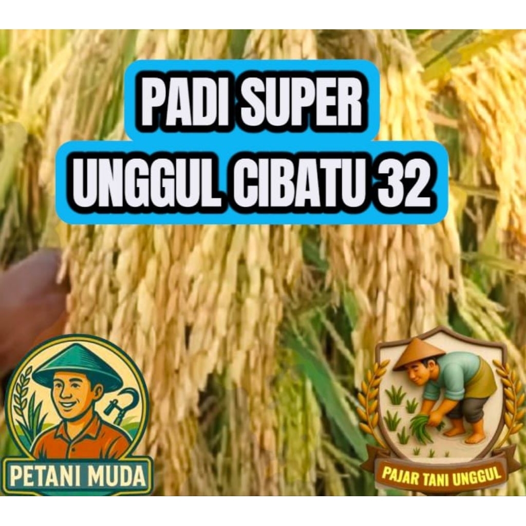 BENIH PADI SUPER CIBATU 32 KEMASAN 5KG