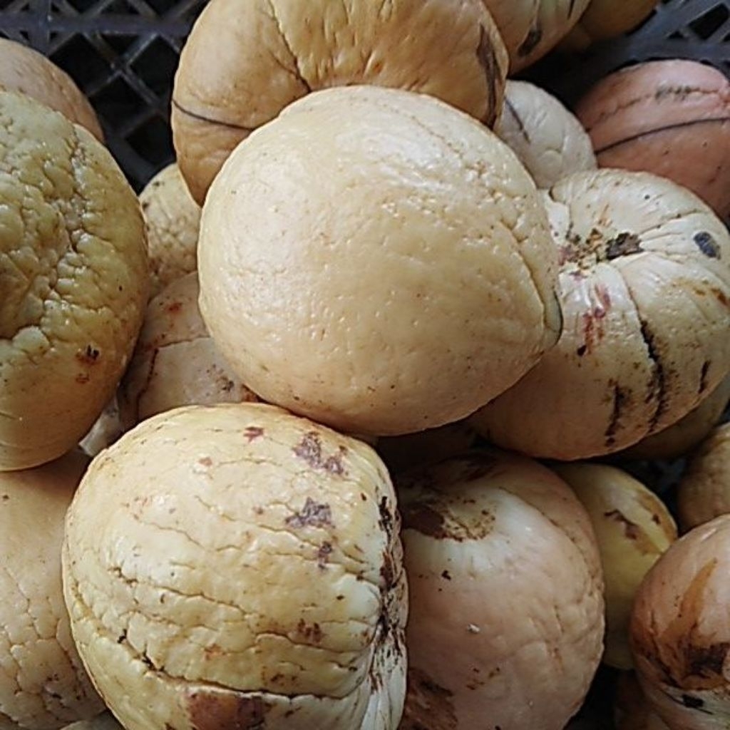 Biji Alpukat Siap Semai Kualitas Unggul