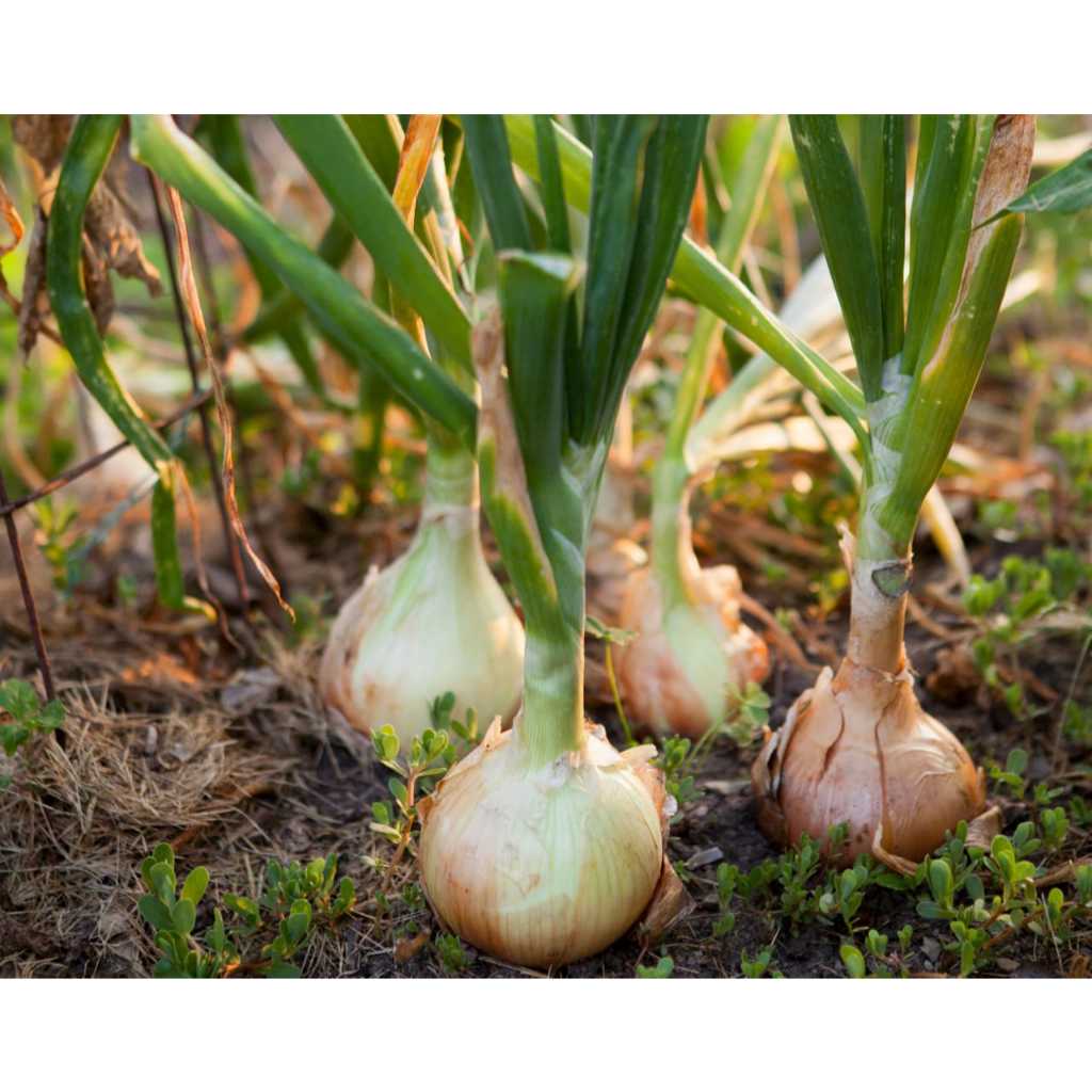 5 Biji Bibit Bawang Bombay