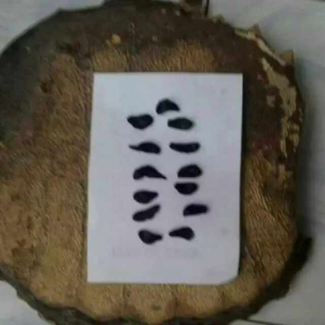 Empedu Bulus Asli Ibu Aminah Asli Kemasan 12g