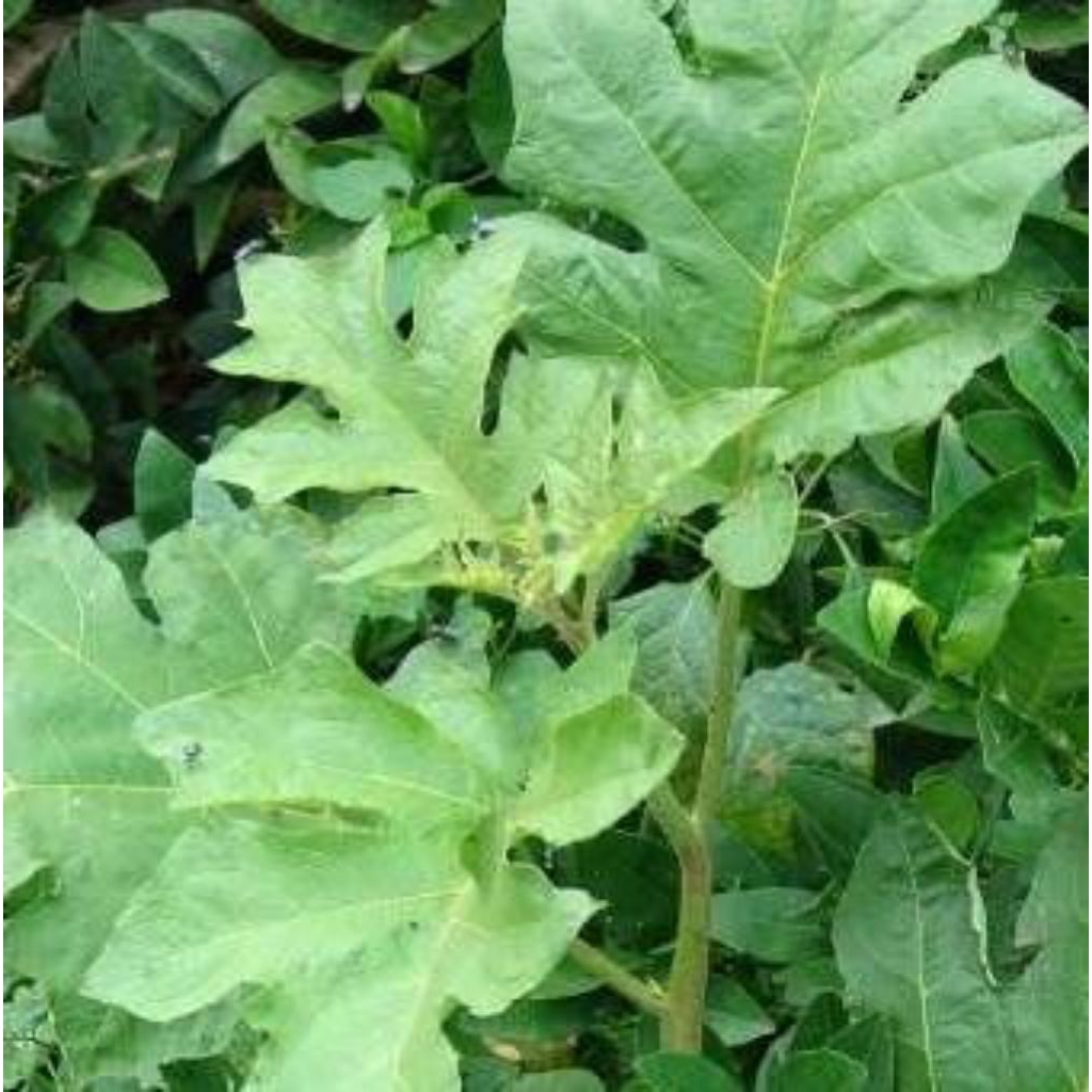 tanaman terong pipit