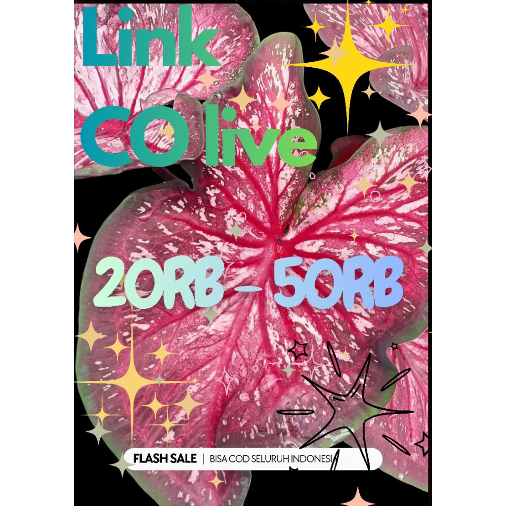 caladium/keladi hybrid ORI biji 10