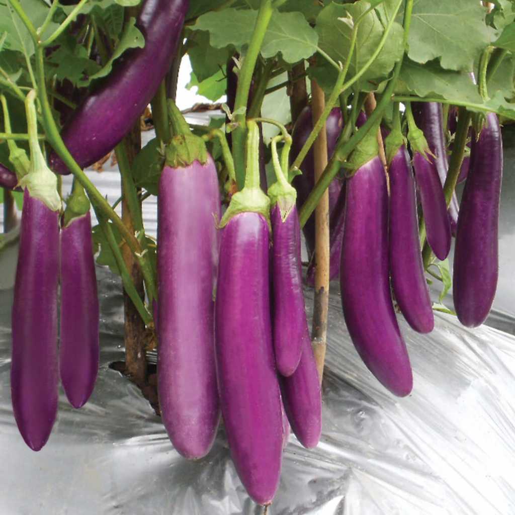 UNGGUL - Bibit Terong Ungu Panjang