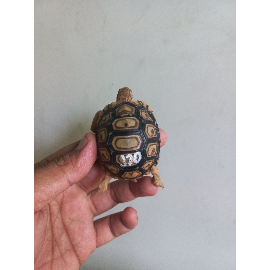 baby pardalis calon snow