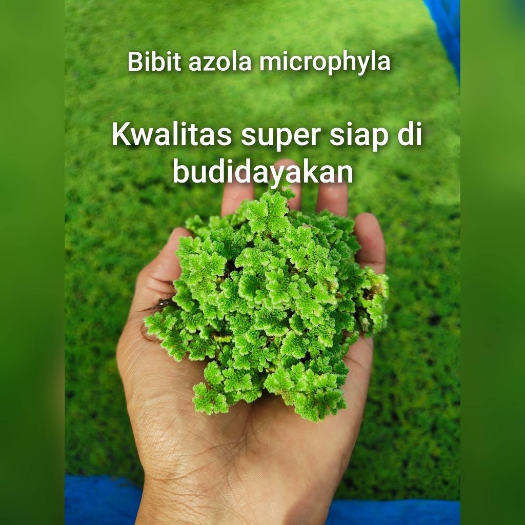 Bibit azola super9rb-18rb azola microphyla