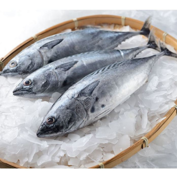 Ikan Tongkol 1Kg Ikan Tongkol Segar Ikan Tongkol Batik Seafood Ikan Laut Ikan Segar Makanan Laut