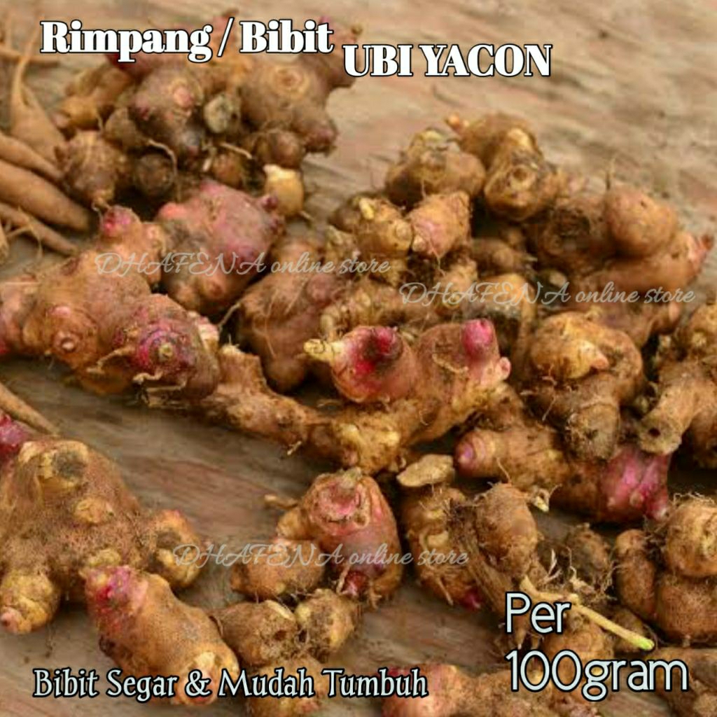 100 gram bibit / rimpang umbi yakon fresh asli wonosobo