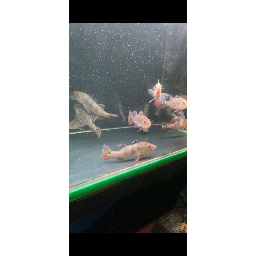 PBASS MONO GM 13-14CM PELET