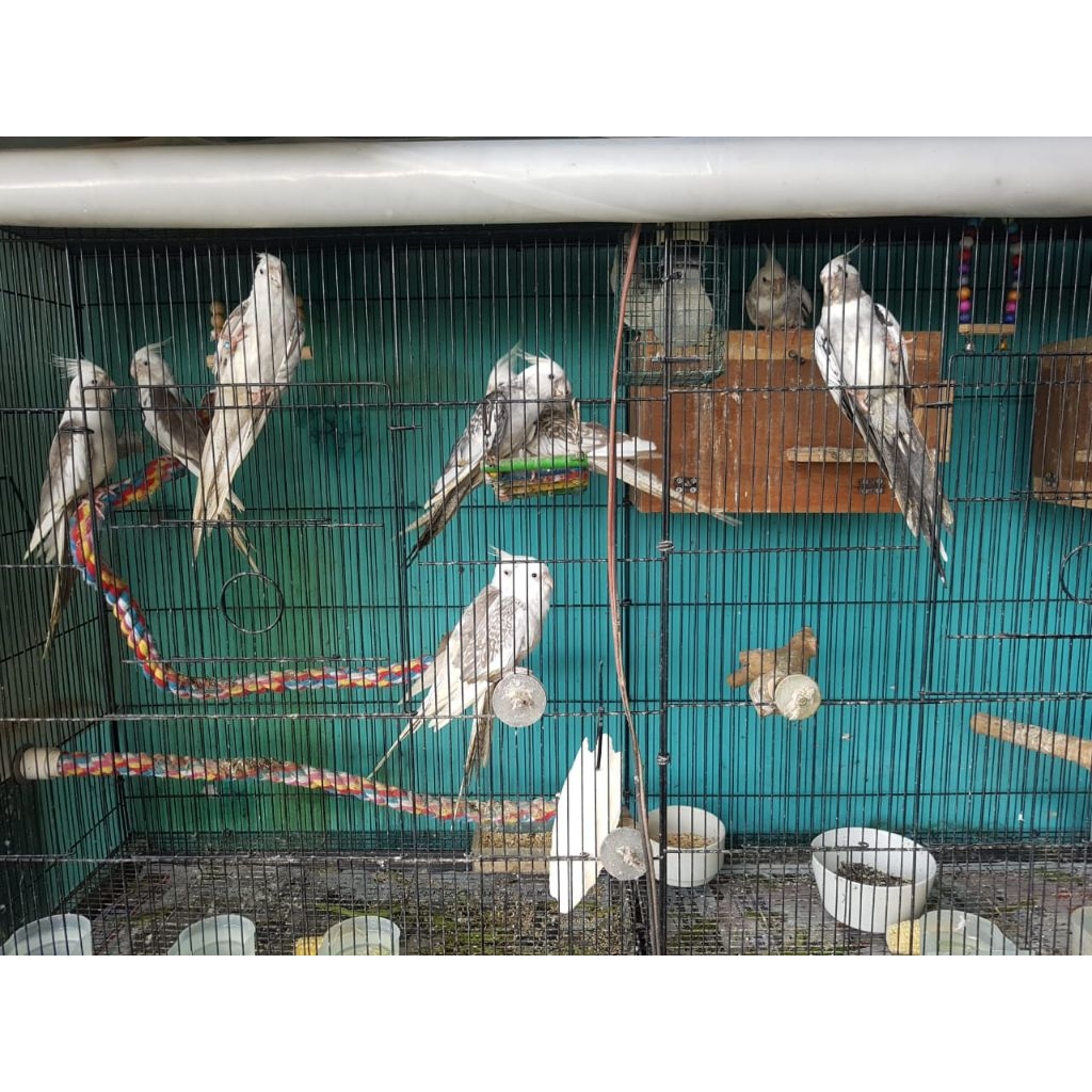 BURUNG COCKATAIL WHITE FACE/ PARKIT AUSTRALIA