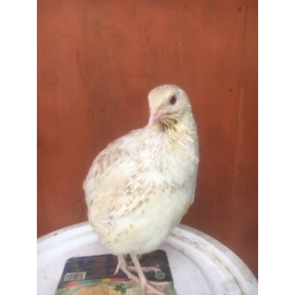 Telur Tetas Puyuh Albino Mata Merah