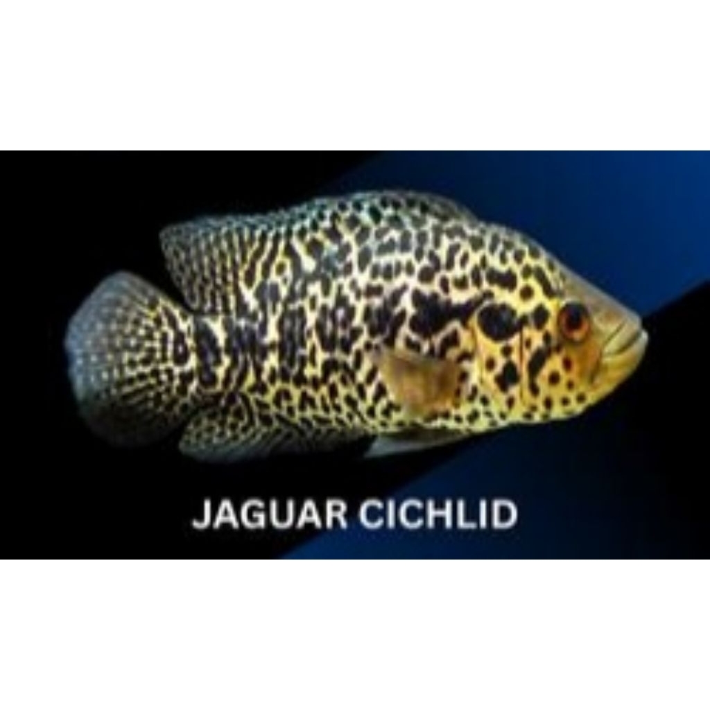 Jaguar chiclid