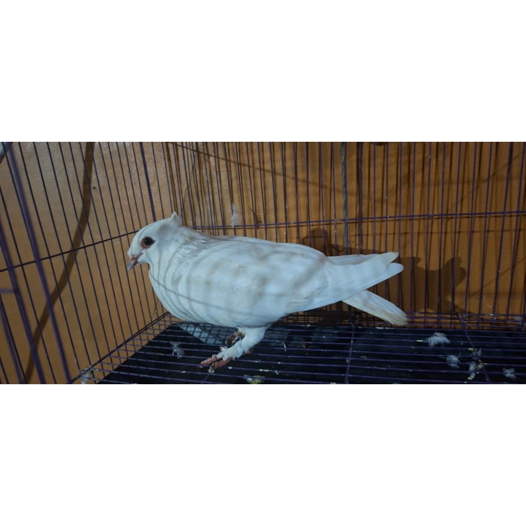 merpati betina putih polos