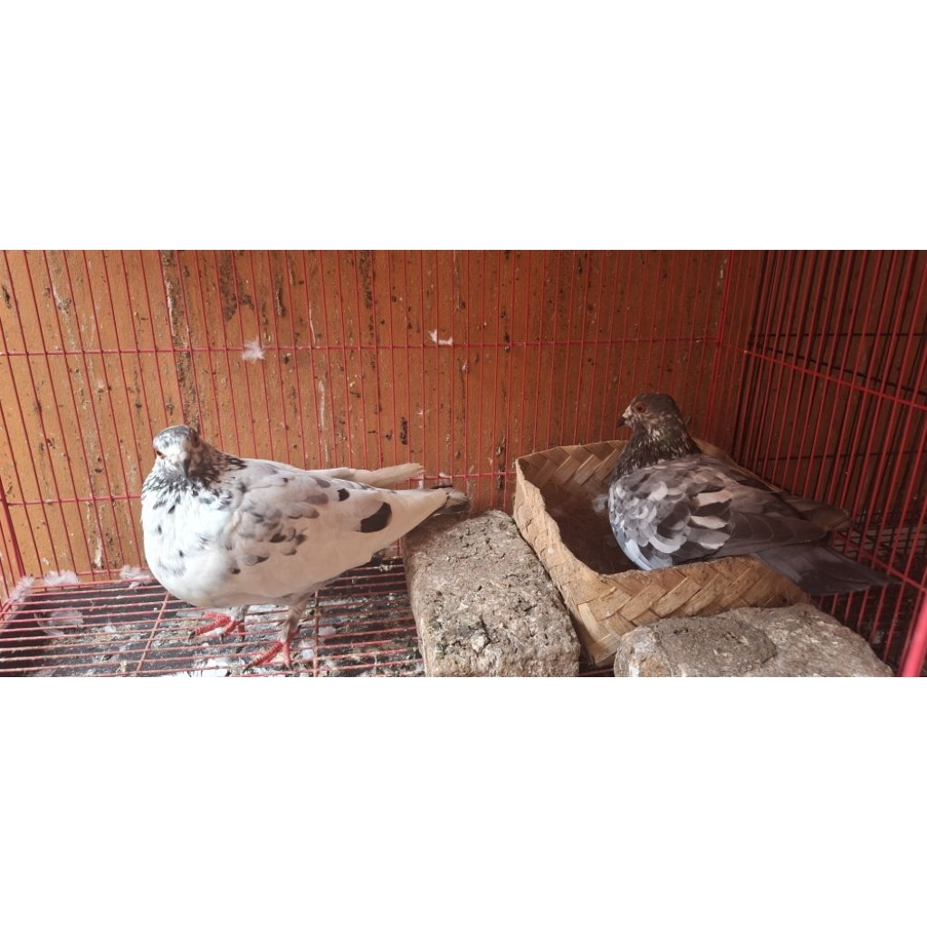 merpati sepasang blorok