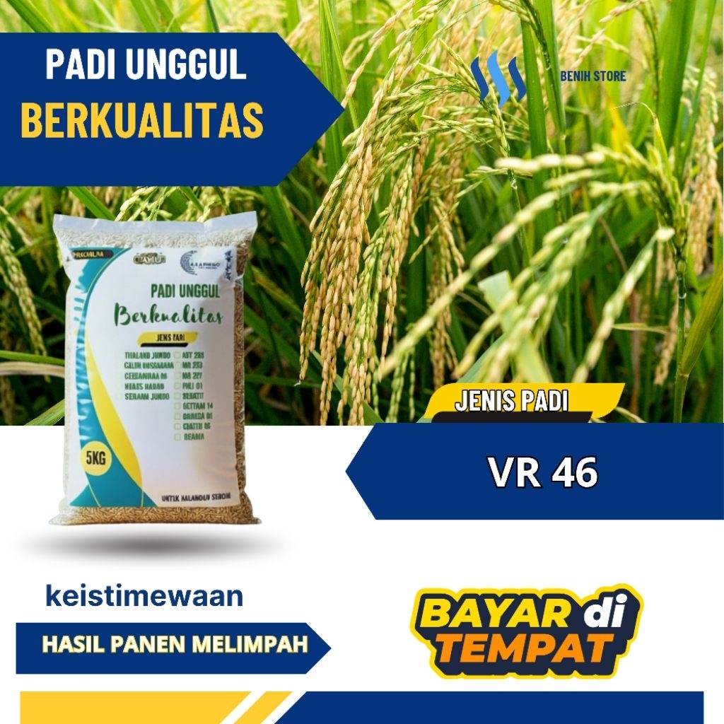Benih padi unggul VR 46 Original 5kg