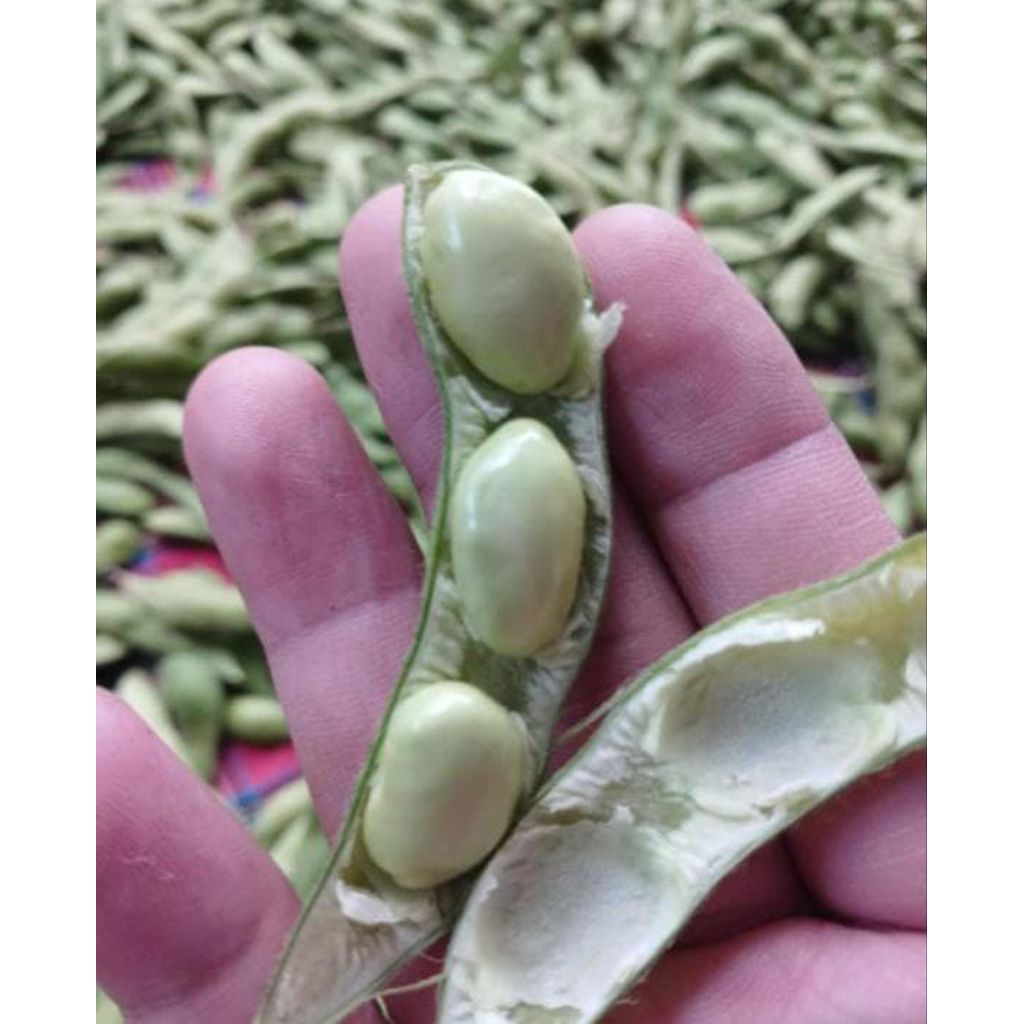 Kacang Edamame Super 1kg