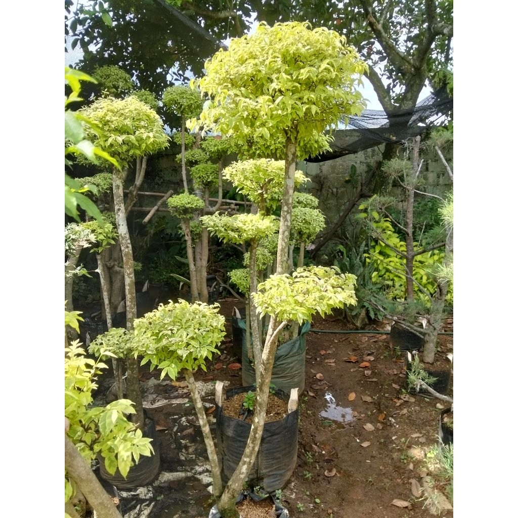 Bonsai anting Putri tinggi 2meter kurang dikit bonsai taman anting Putri