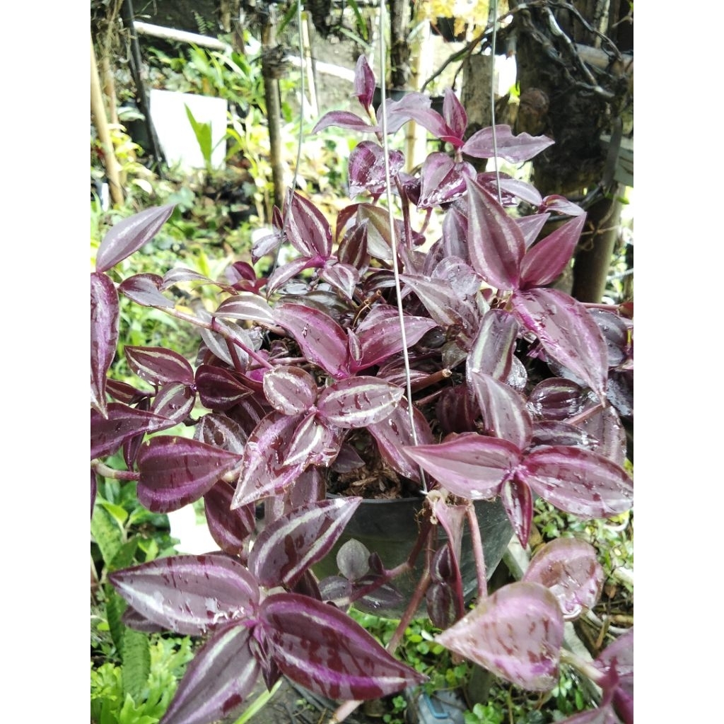 Tanaman hias gantung Tradescantia Zebrina/tanaman air mas +pot&gantungan.