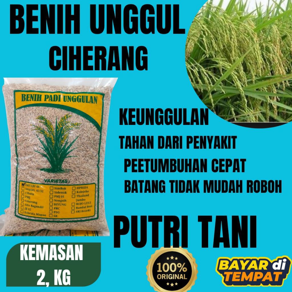 benih padi unggul CIHERANG Ciherang kemasan note 2kg berkualitas