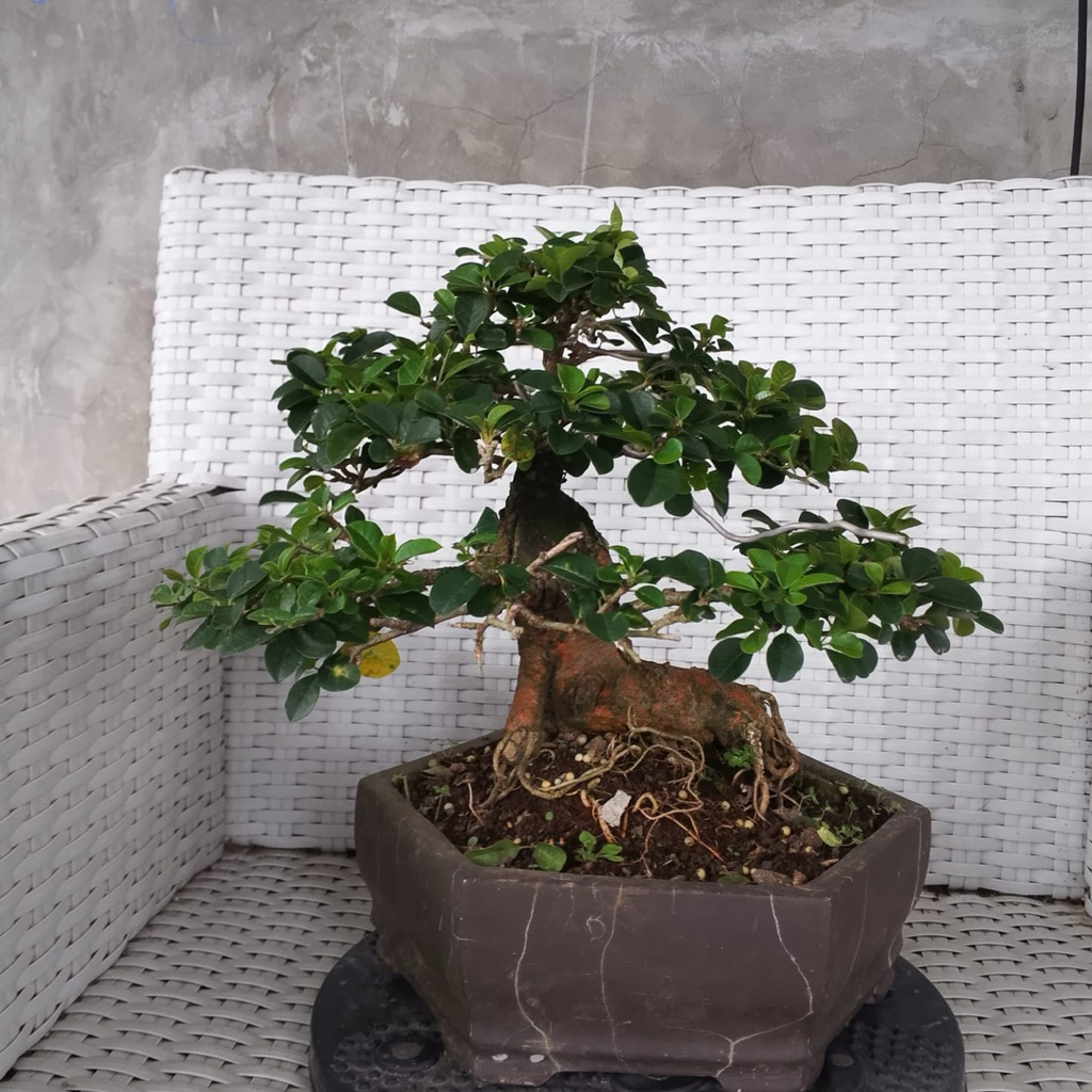 Bonsai Kaliage Sisir